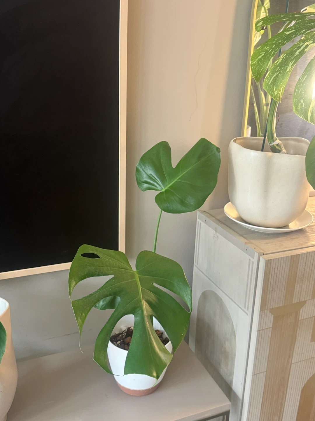 Monstera Plant (reverted albo) in White Pot - photo 4