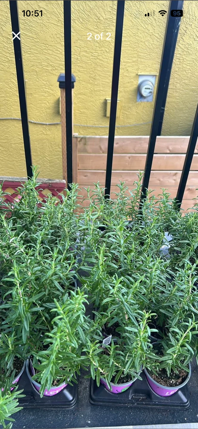 Rosemary big and  very bushy Plant  $7 - photo 2