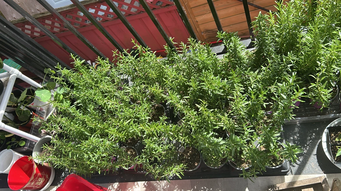 Rosemary big and  very bushy Plant  $7 - photo 3