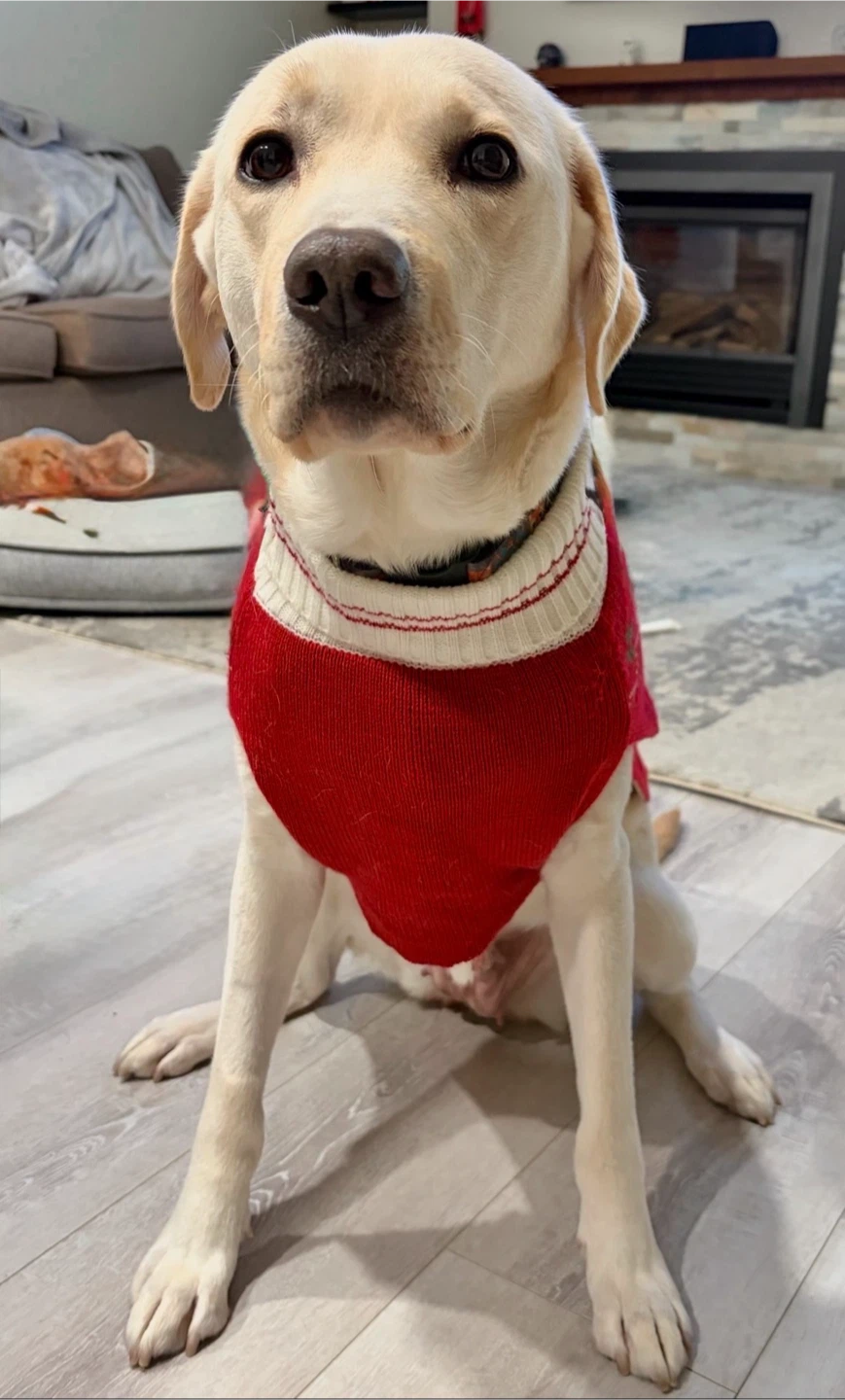 Christmas Dog Sweater - Reindeer with Lights - photo 5