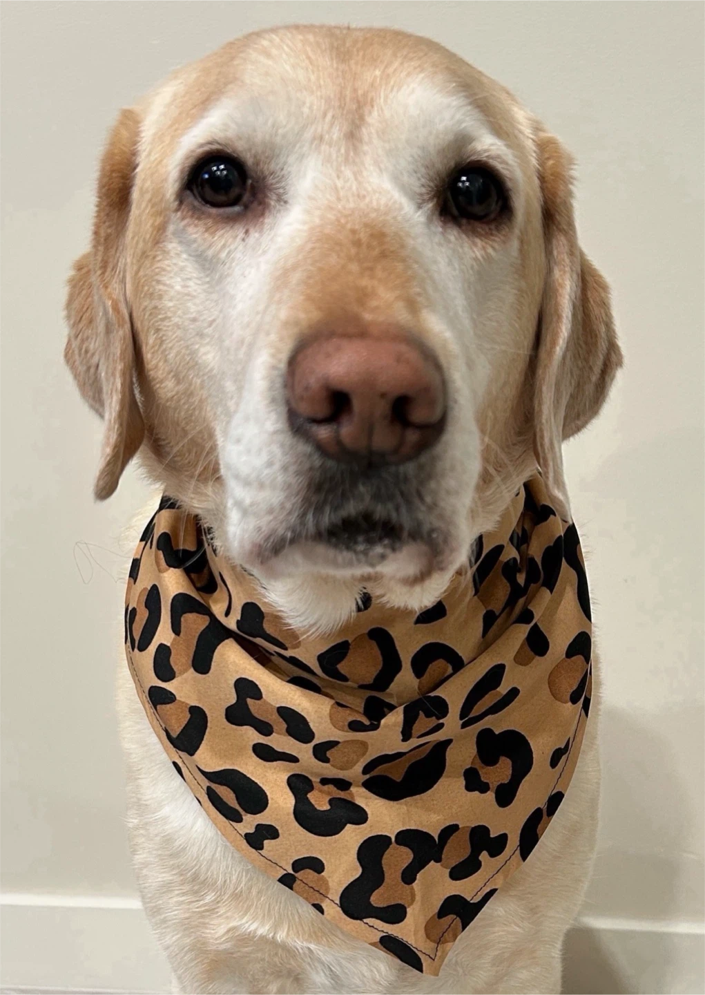 Leopard Print Pet/Children’s Bandanas - photo 4