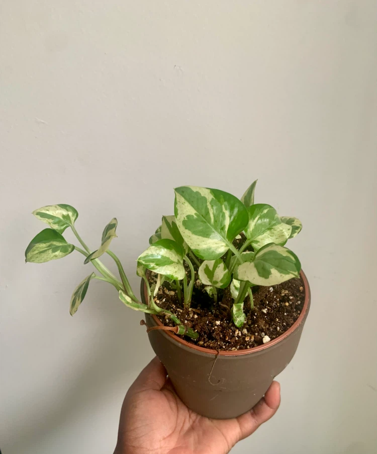 Pearl and Jade  pothos Plant in Pot - photo 2