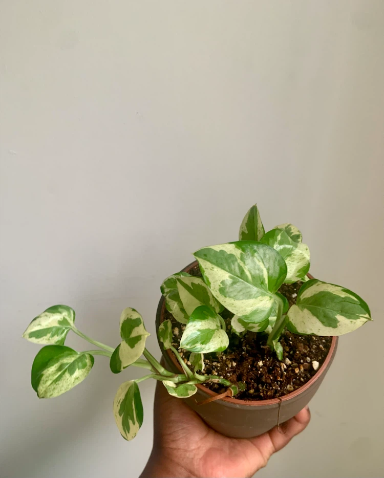 Pearl and Jade  pothos Plant in Pot