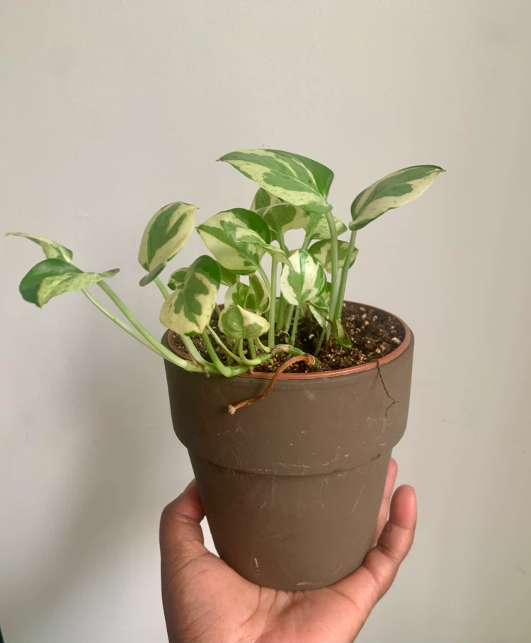 Pearl and Jade  pothos Plant in Pot - photo 3