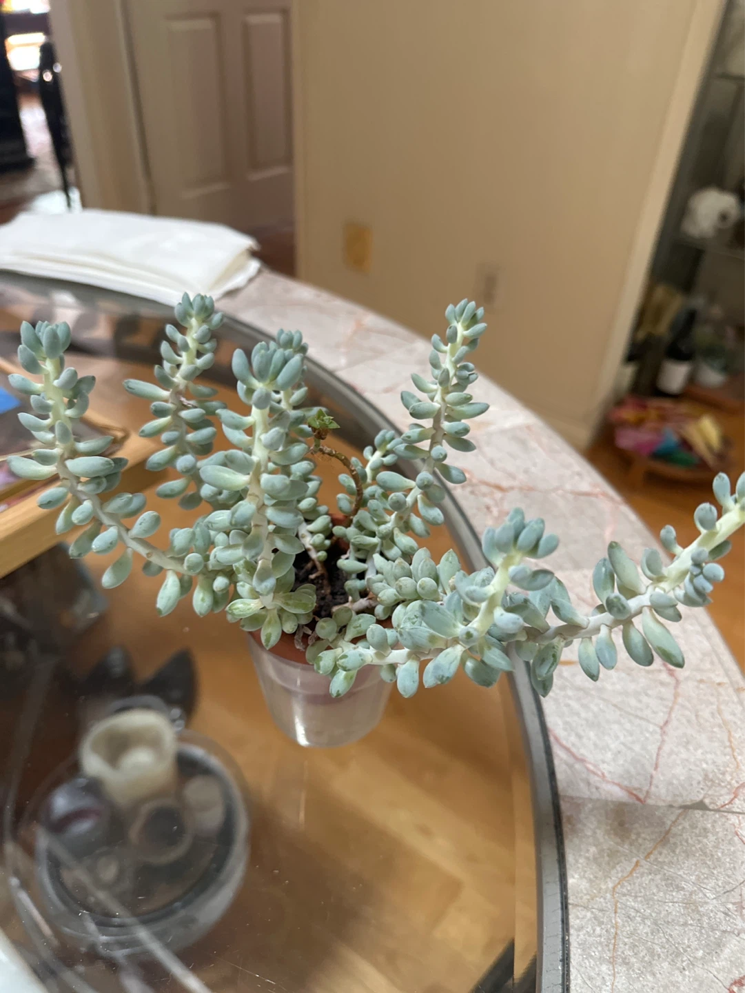 Succulent plant