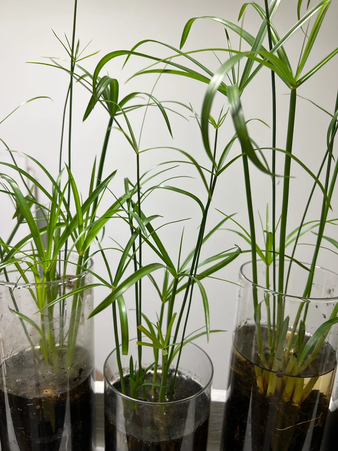Papyrus indoor plant. Thrives on water