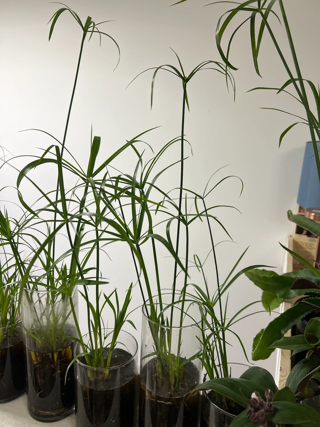 Papyrus indoor plant. Thrives on water - photo 2