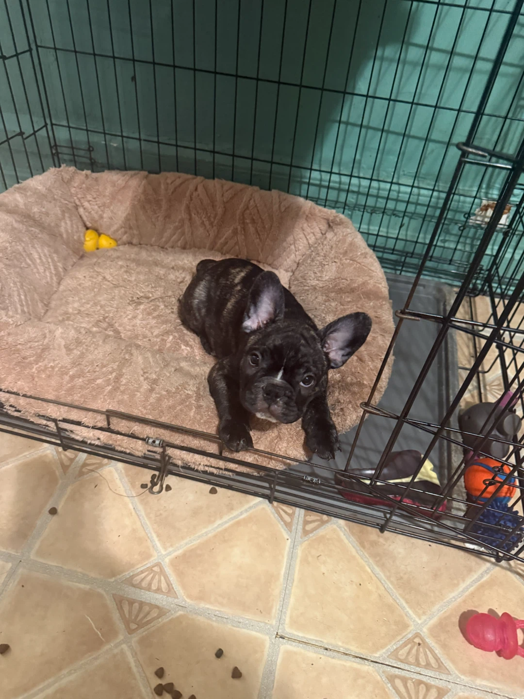 French Bulldog Puppy cage