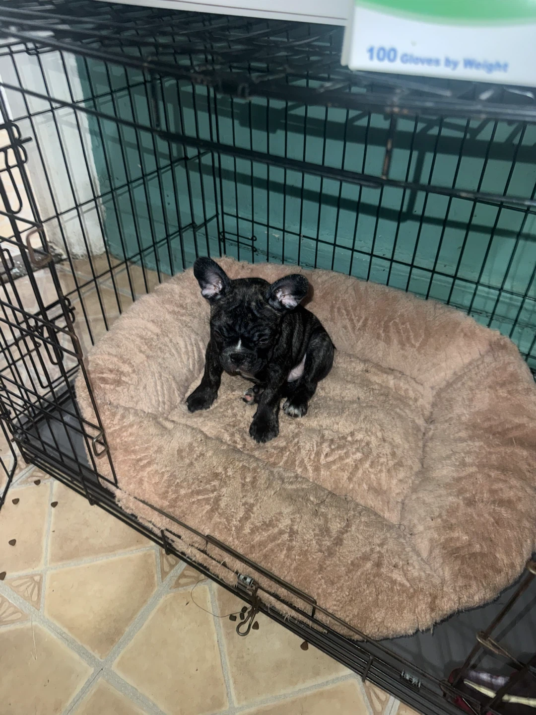 French Bulldog Puppy cage - photo 2