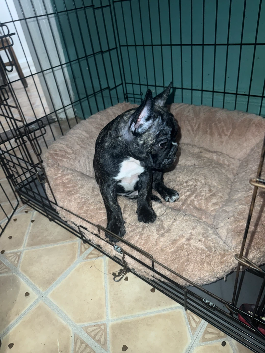 French Bulldog Puppy cage - photo 3