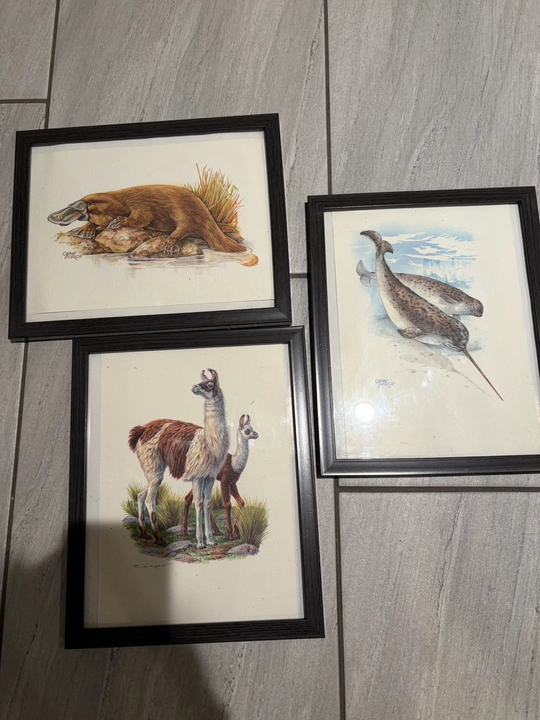 Set of 3 Framed Wildlife Art Prints