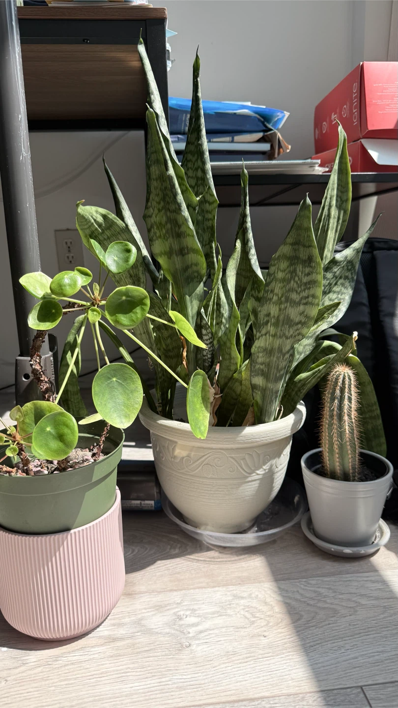 Plants