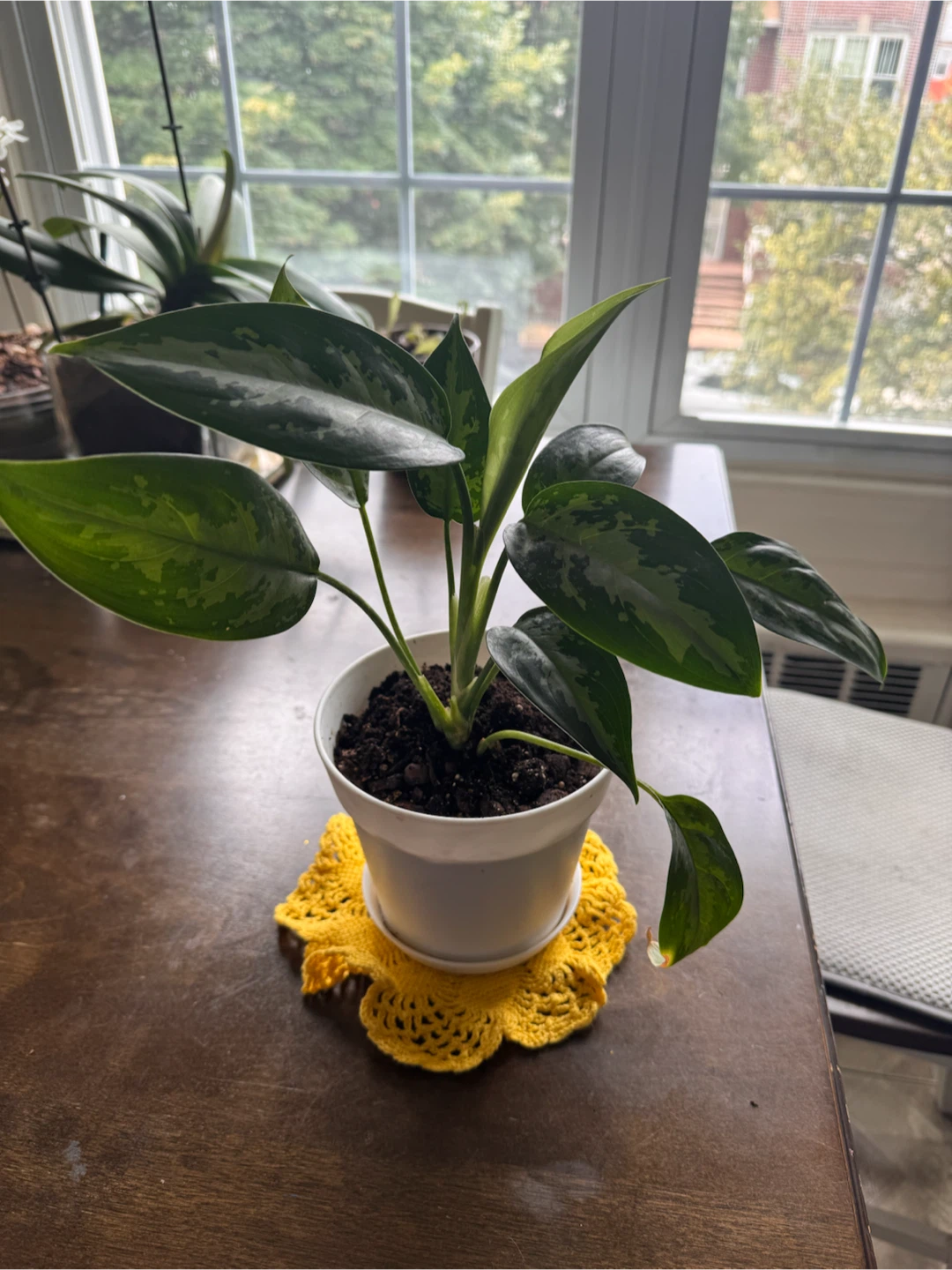 Aglaonema Chinese Evergreen Plant