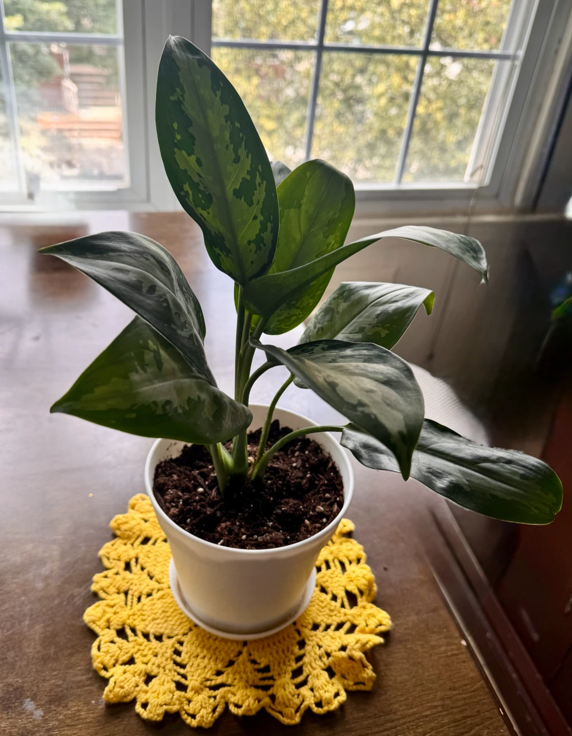 Potted Chinese Evergreen Plant