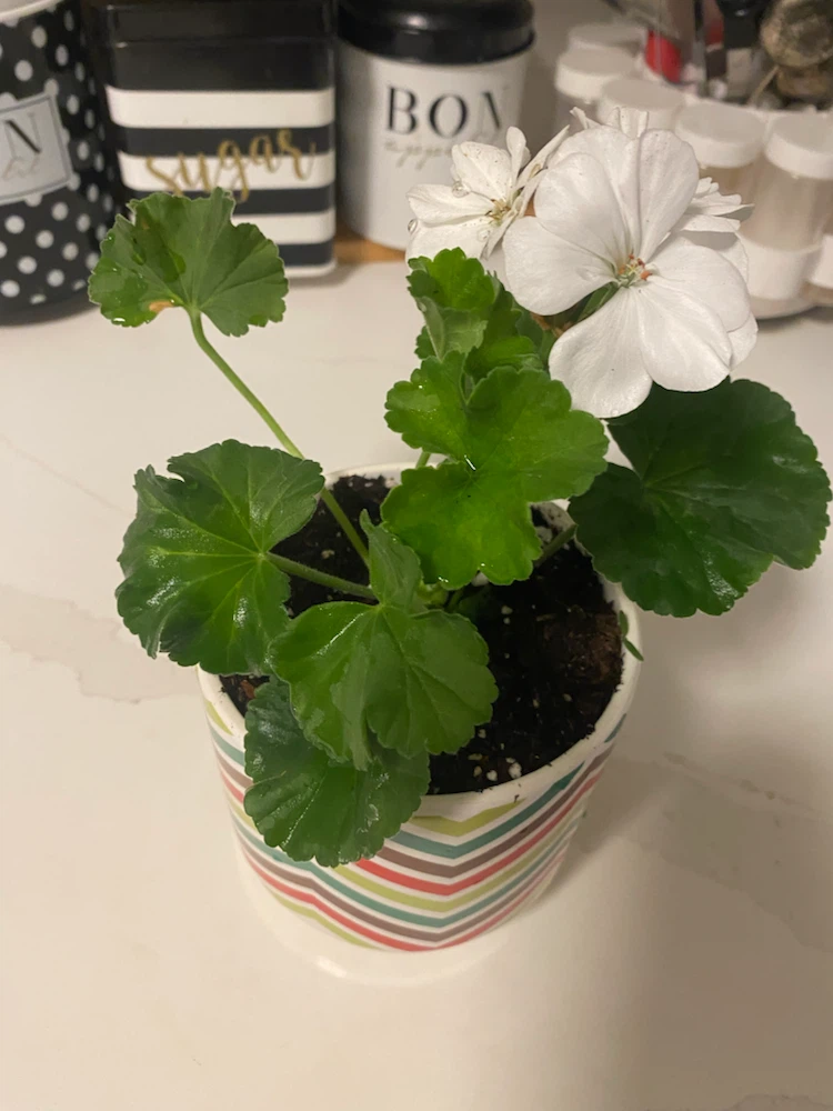 White Geranium Plant in Decorative Pot