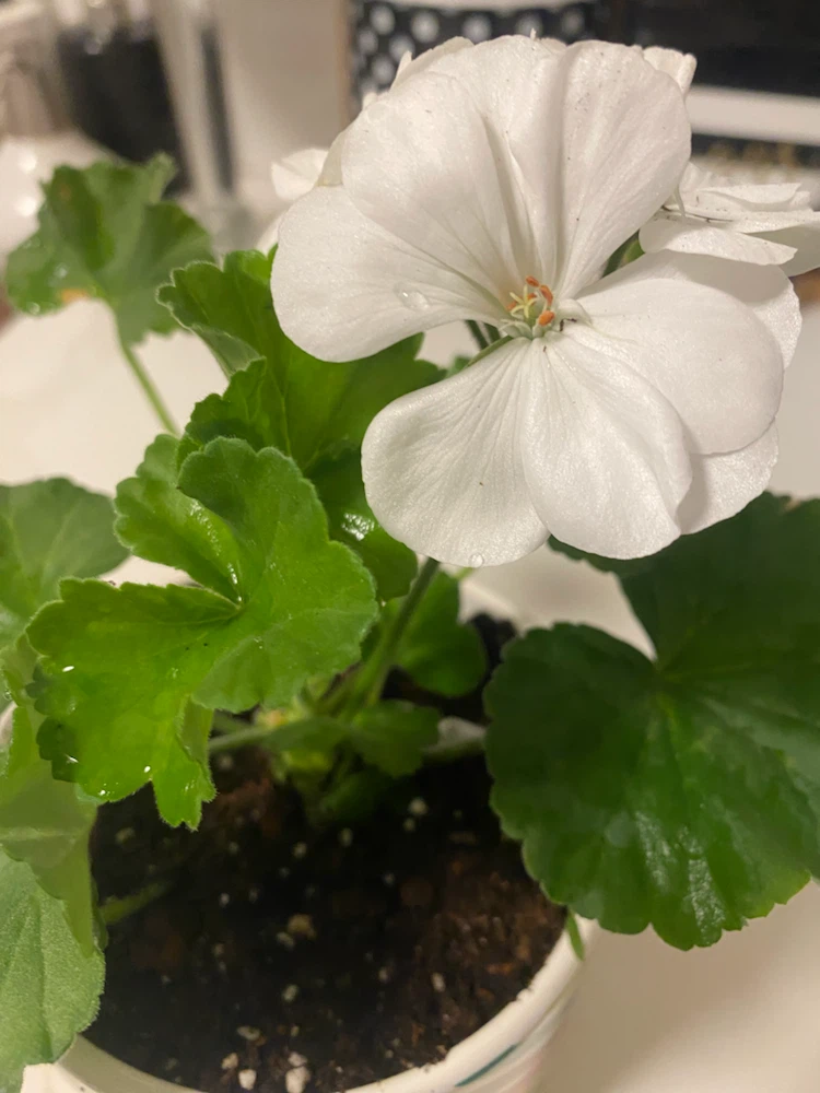 White Geranium Plant in Decorative Pot - photo 2