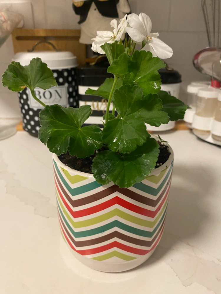 White Geranium Plant in Decorative Pot - photo 3
