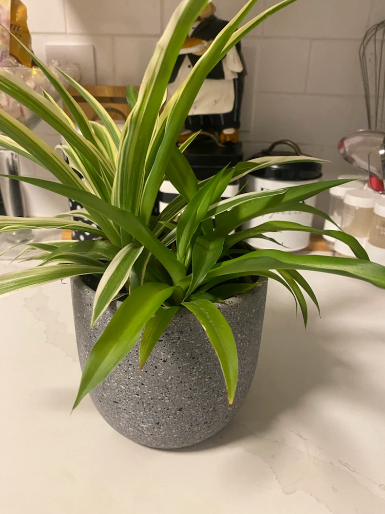 Variegated Spider Plant in Grey Speckled Pot