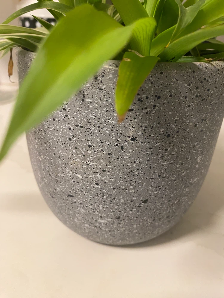 Variegated Spider Plant in Grey Speckled Pot - photo 2