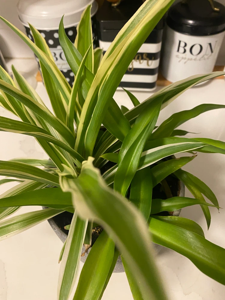 Variegated Spider Plant in Grey Speckled Pot - photo 3