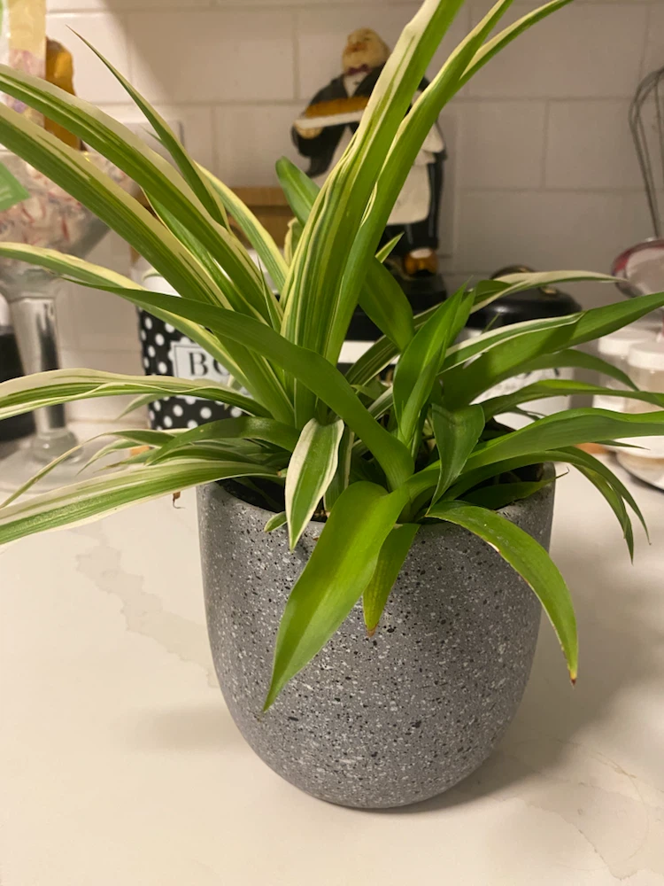 Variegated Spider Plant in Grey Speckled Pot - photo 4