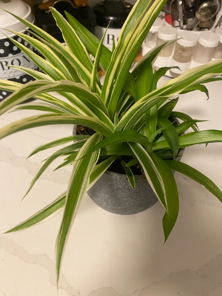 Variegated Spider Plant in Grey Speckled Pot - photo 5