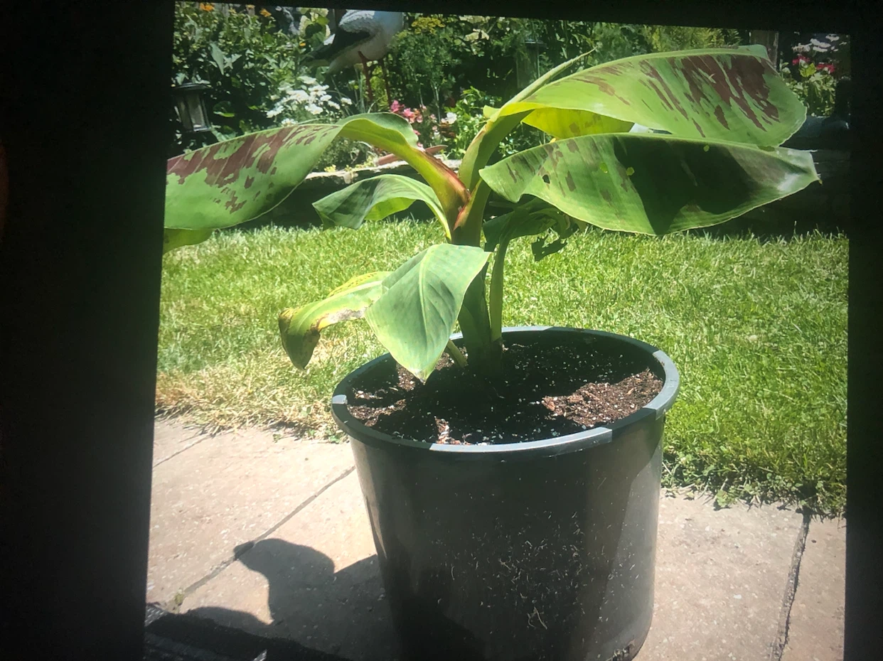Banana Plant