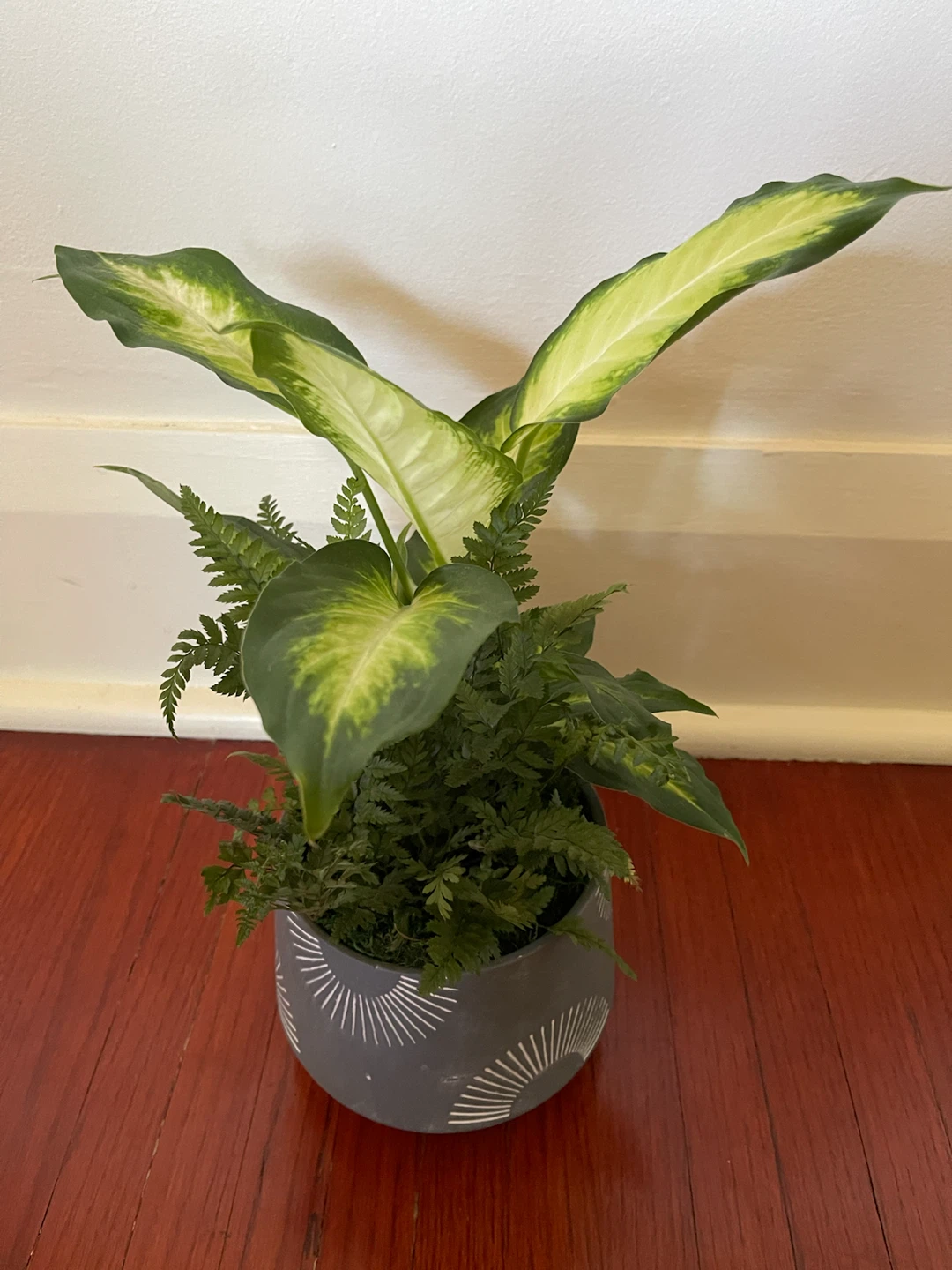 Indoor Plant - Dieffenbachia Marianne + Leatherleaf Fern