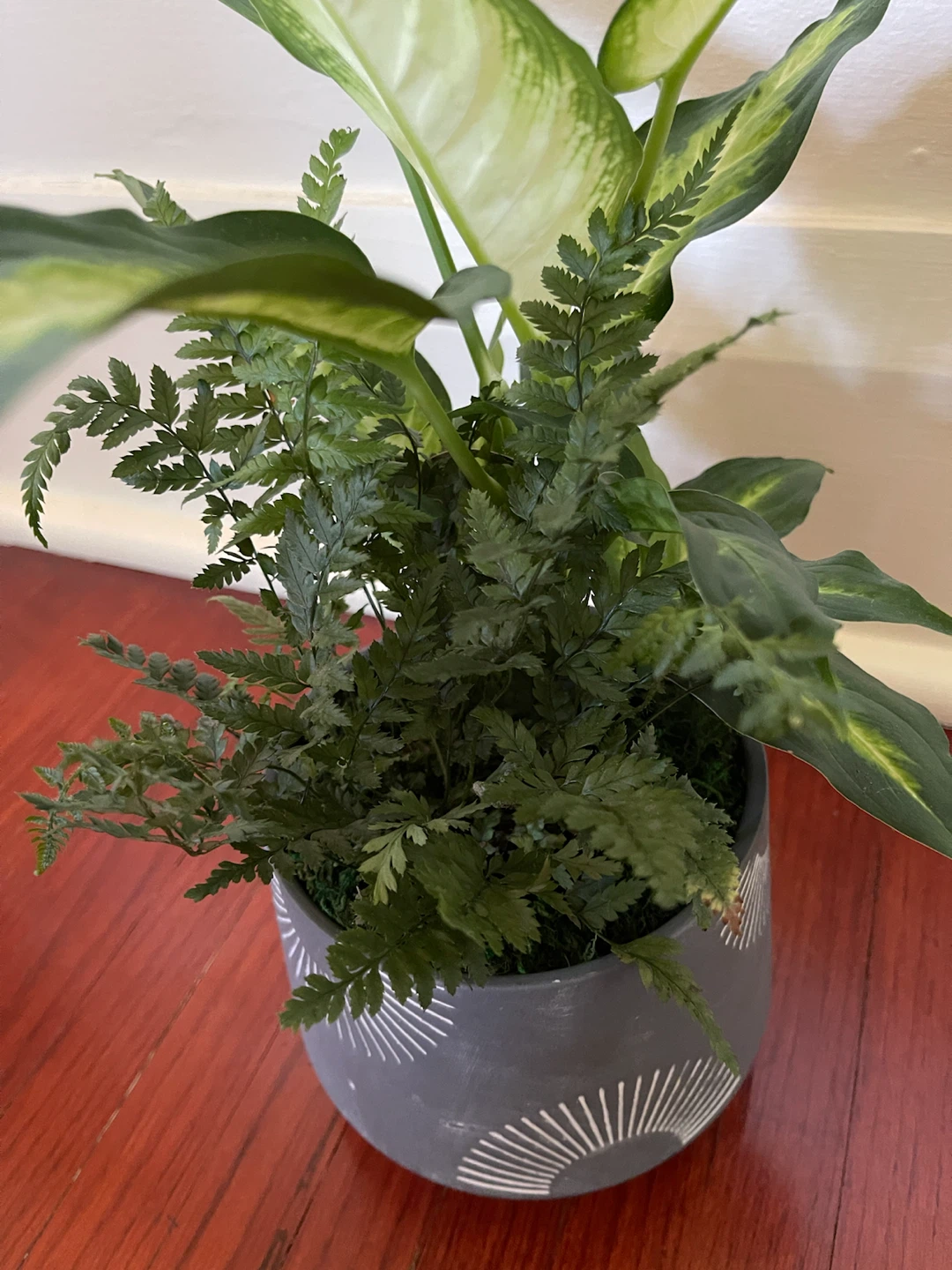 Indoor Plant - Dieffenbachia Marianne + Leatherleaf Fern - photo 2