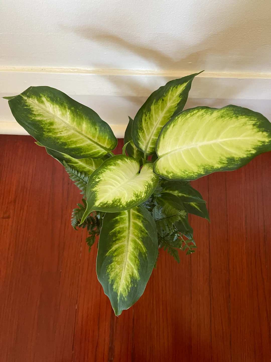 Indoor Plant - Dieffenbachia Marianne + Leatherleaf Fern - photo 3