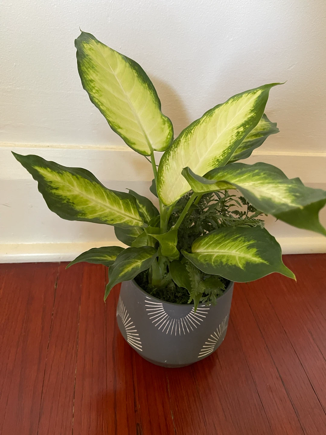 Indoor Plant - Dieffenbachia Marianne + Leatherleaf Fern - photo 4