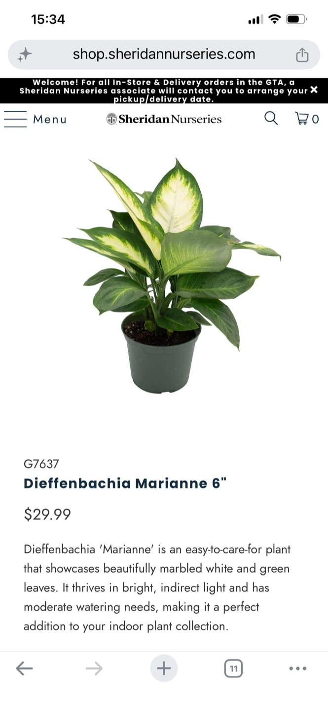 Indoor Plant - Dieffenbachia Marianne + Leatherleaf Fern - photo 5