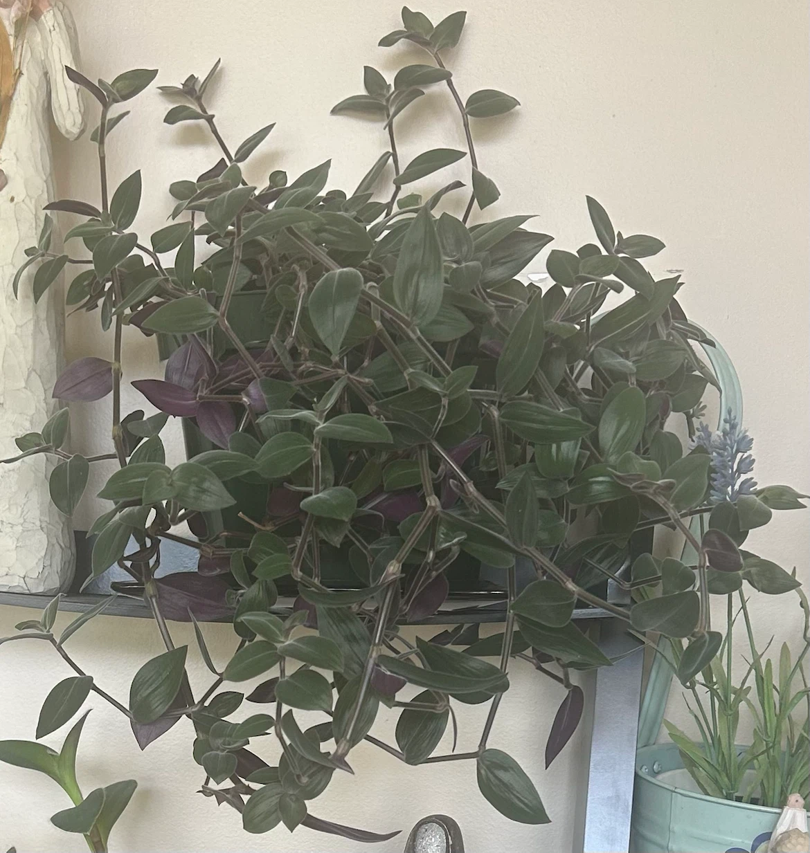Tradescantia Zebrina Plant