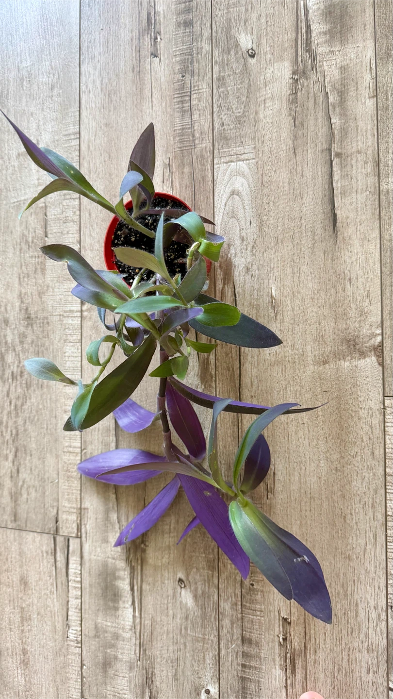 Purple Heart Plant in a pot
