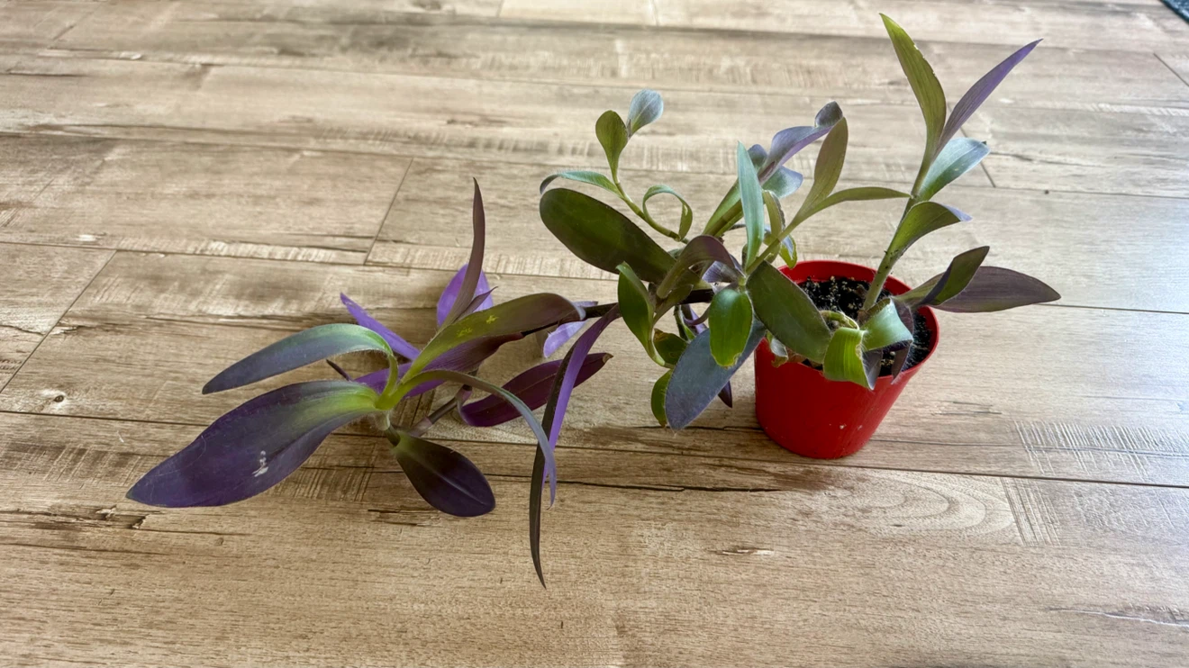 Purple Heart Plant in a pot - photo 2