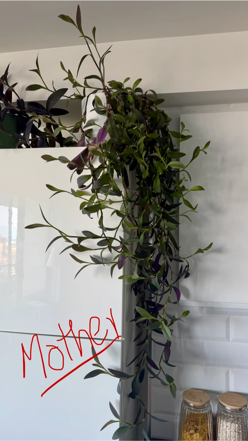 Purple Heart Plant in a pot - photo 3