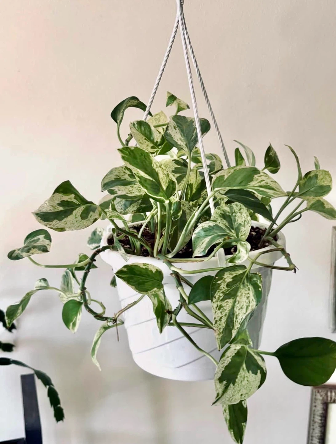 Marble Queen Pothos Hanging Plant