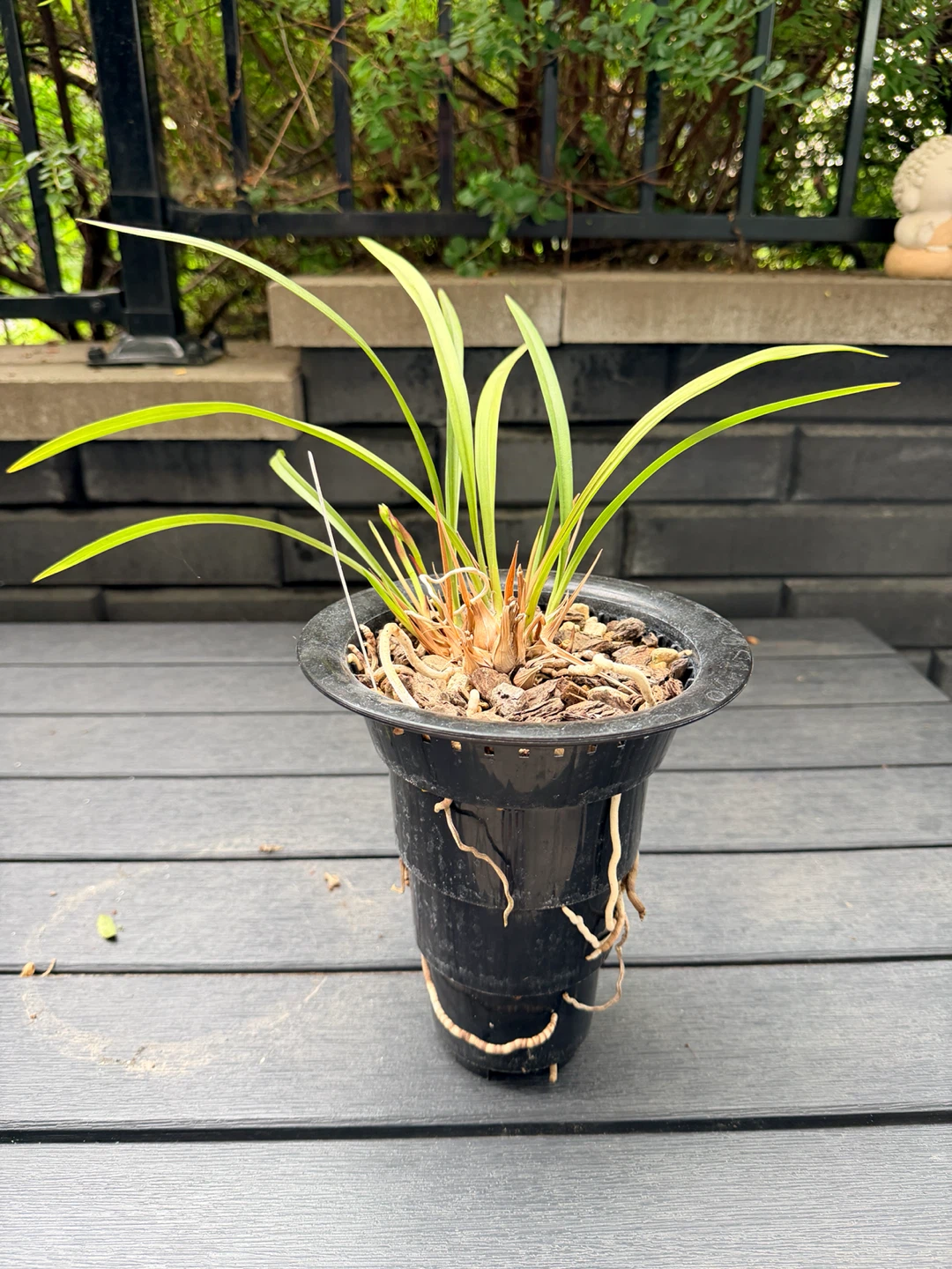 Orchidée Cymbidium ensifolium avec 2 tiges florales