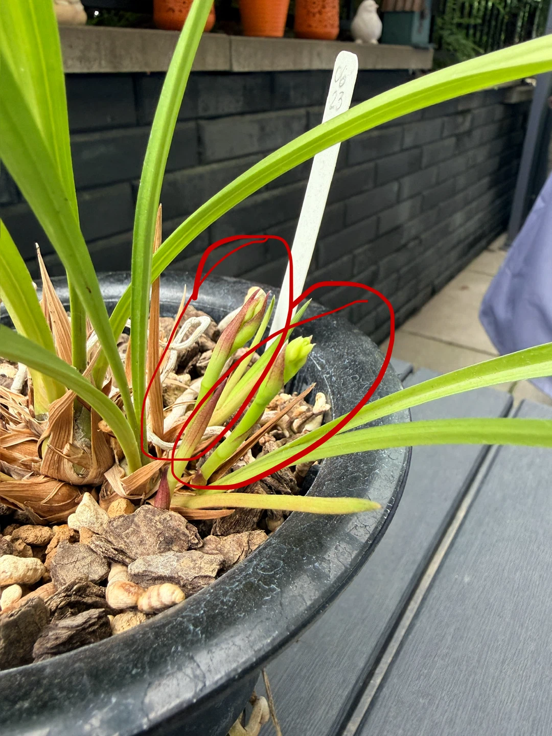 Orchidée Cymbidium ensifolium avec 2 tiges florales - photo 3