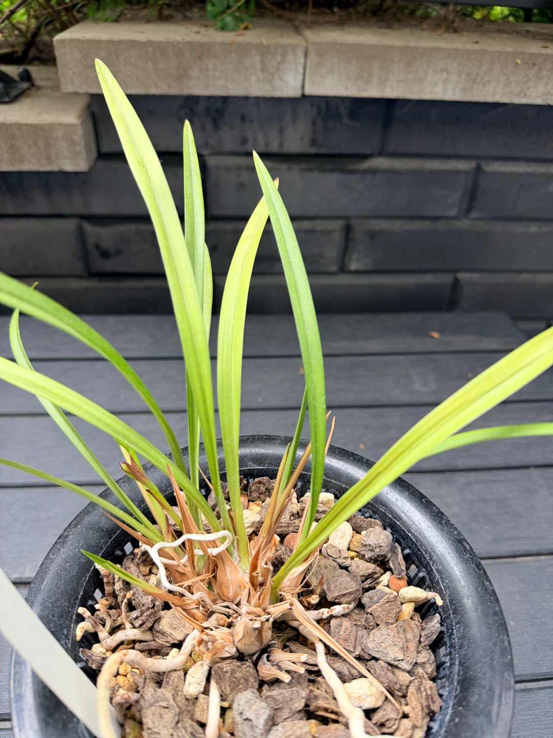 Orchidée Cymbidium ensifolium avec 2 tiges florales - photo 4