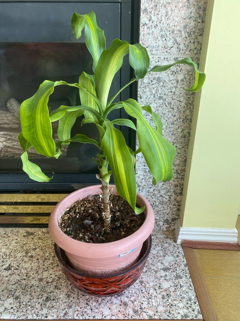 Dracaena fragrans