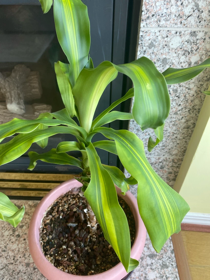 Dracaena fragrans - photo 2