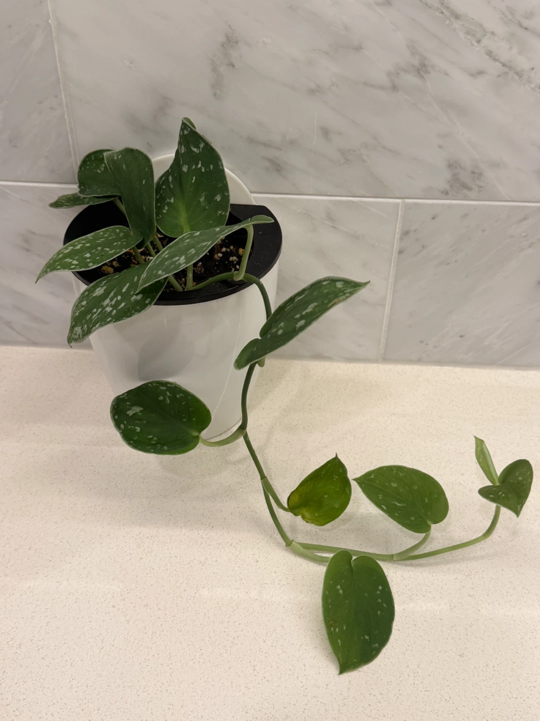 Scindapsus Pictus (Ann Pothos) Plant in White Self Watering Pot