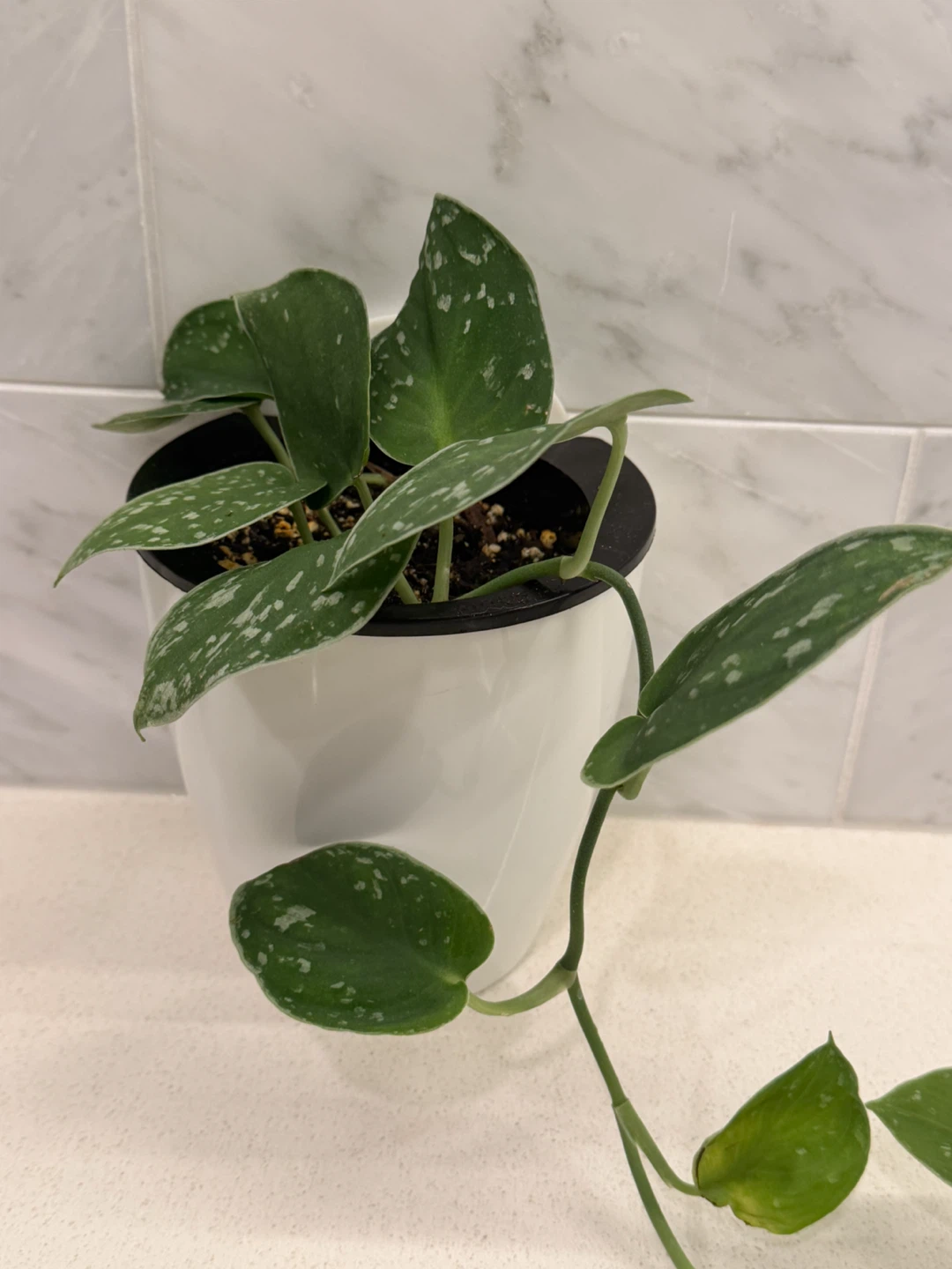 Scindapsus Pictus (Ann Pothos) Plant in White Self Watering Pot - photo 2
