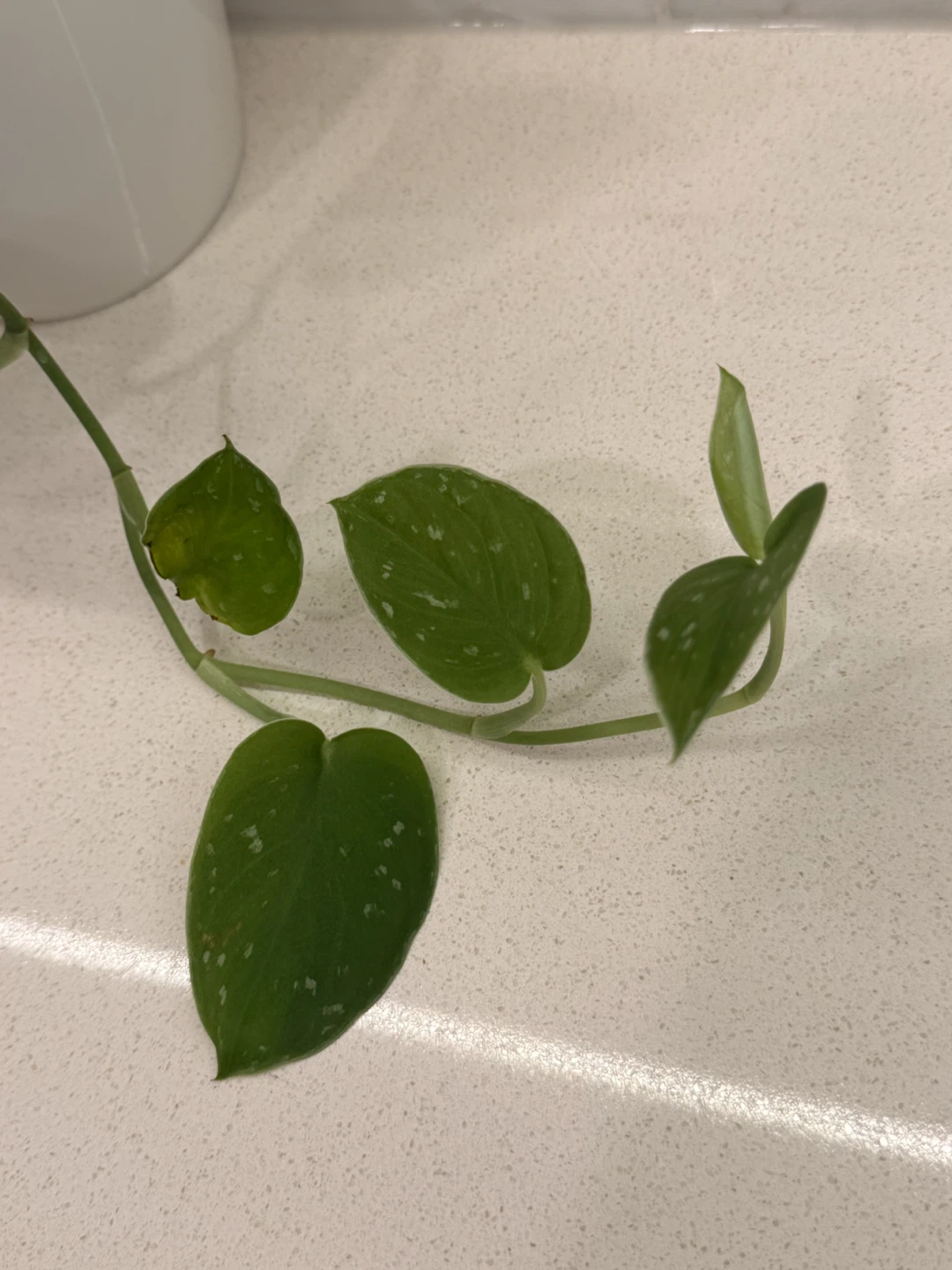 Scindapsus Pictus (Ann Pothos) Plant in White Self Watering Pot - photo 3