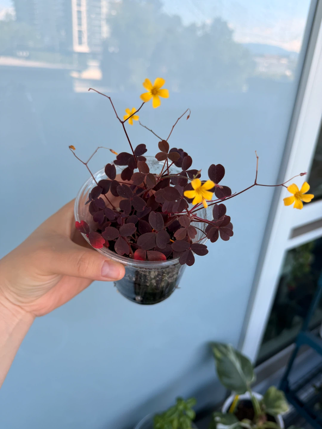 Oxalis Triangularis Plant (Purple Shamrock)