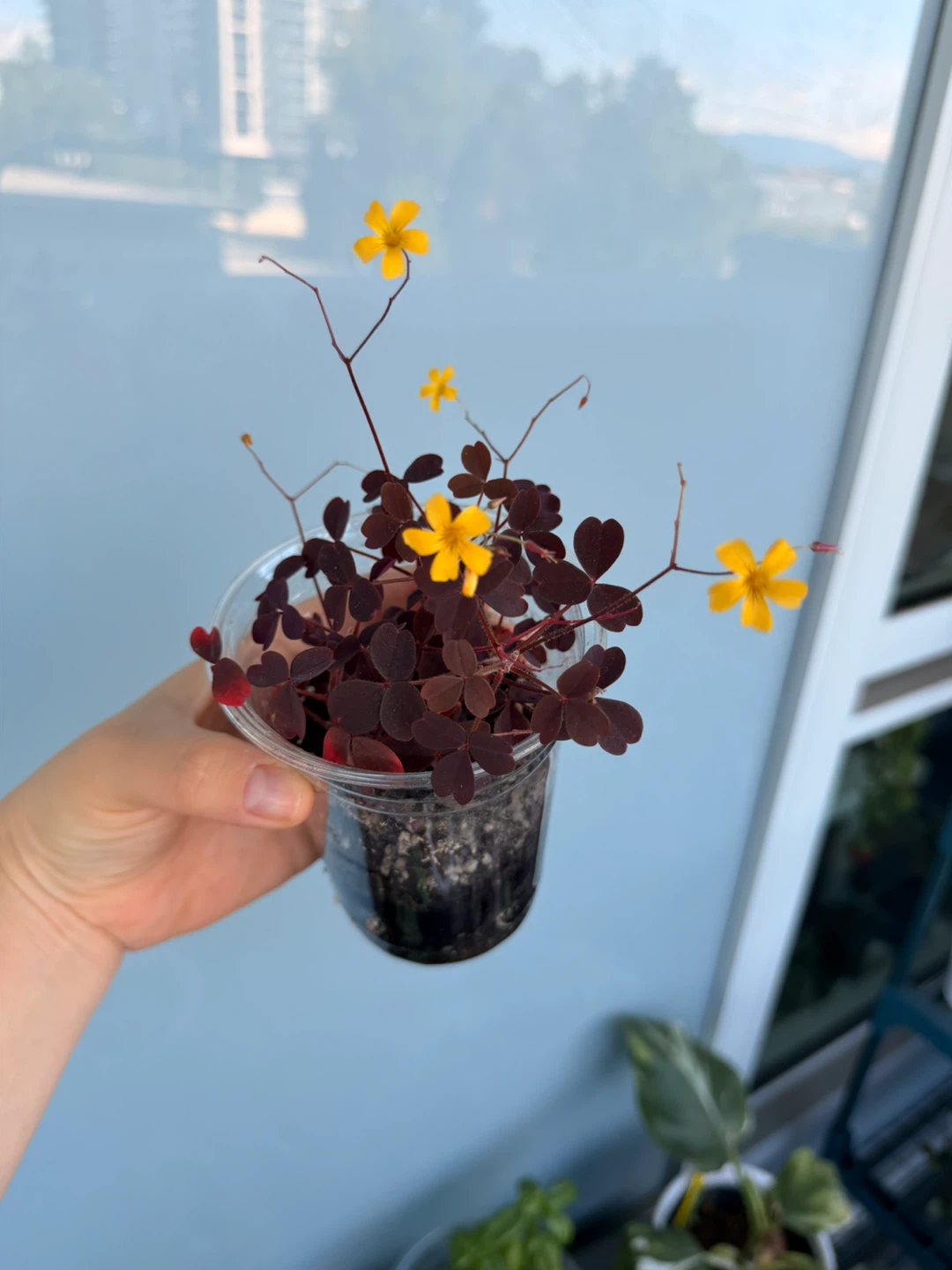 Oxalis Triangularis Plant (Purple Shamrock) - photo 2
