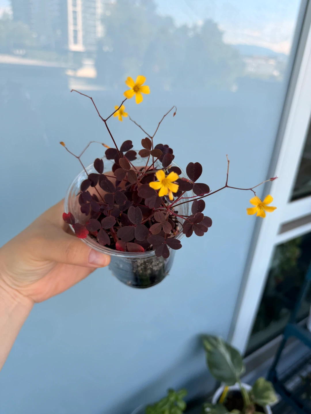 Oxalis Triangularis Plant (Purple Shamrock) - photo 3