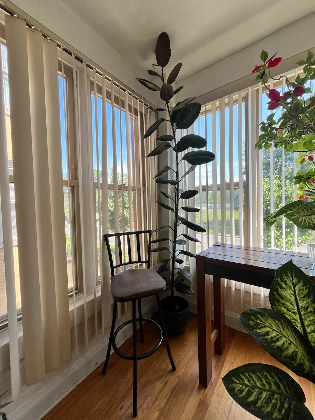 8ft Ficus Elastica Tree