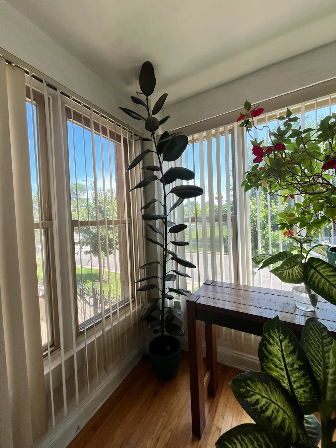 8ft Ficus Elastica Tree - photo 2